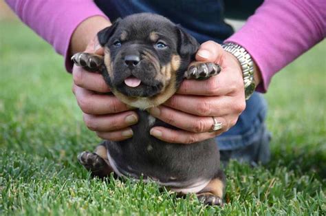Rott pitbull mix puppies - Sep 2, 2023 · The Rottweiler Pitbull mix, also known as a Pitweiler, is a popular hybrid dog breed that combines two pedigrees – the loyal Rottweiler and the energetic Pitbull.As demand rises for these intelligent, athletic crossbreeds, it’s essential for potential owners to fully understand their needs and characteristics before making the long-term commitment required. 